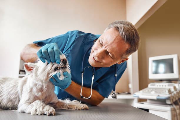  Port Dickinson, NY Emergency Dentist Pros